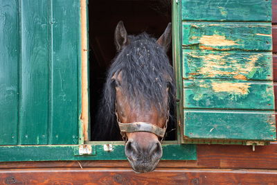 Brown horse in the stable looking out of the window of the stall