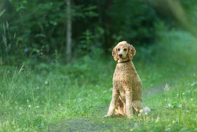 Front view of a terrier on grass