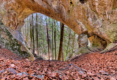 View of rocks in forest