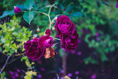 Close-up of pink rose flower