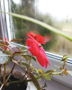 Close-up of pink flowers blooming by window