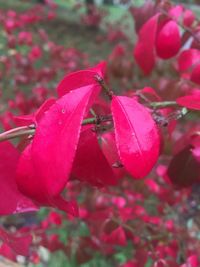 Close-up of pink bougainvillea blooming outdoors