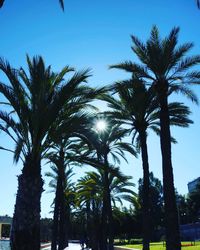 Low angle view of palm trees against clear blue sky