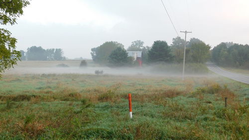 Trees on field against sky