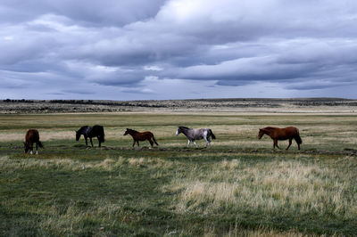 Horses grazing in field