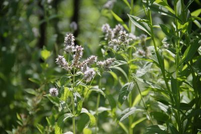 Close-up of purple flowering plants on field