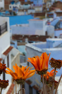 Close-up of flowers against blurred background