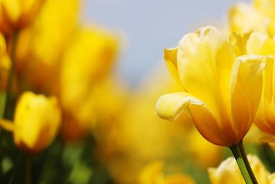 Close-up of yellow flowering plant