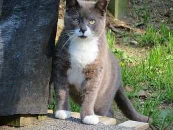 Portrait of cat sitting outdoors