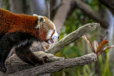 Red panda climbing on the tree.