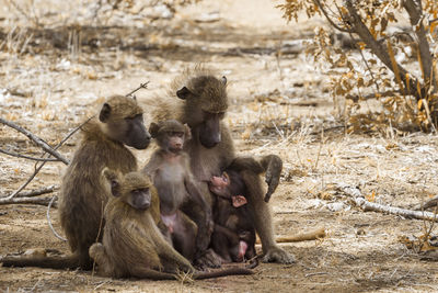Monkey sitting in a field