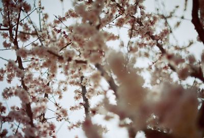 Low angle view of blooming tree