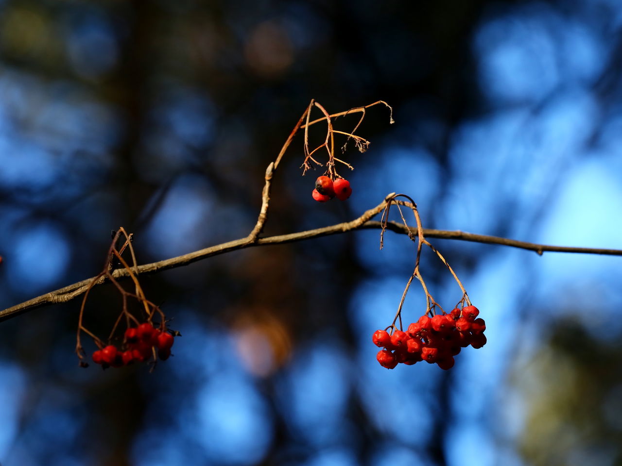 fruit, red, healthy eating, food, focus on foreground, food and drink, berry fruit, close-up, plant, no people, twig, growth, freshness, tree, day, wellbeing, nature, rose hip, branch, outdoors, rowanberry, red currant