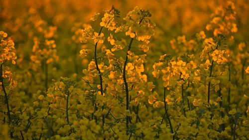 Close-up of yellow flowers