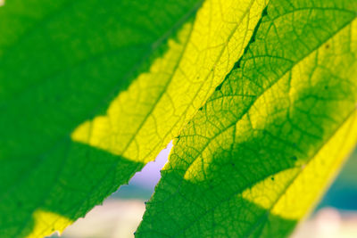 Close-up of yellow leaves on plant during autumn