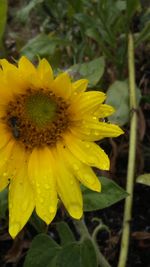 Close-up of water drops on yellow flower