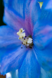 Close-up of bee on blue flower