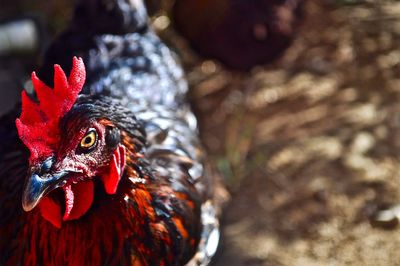 Detail shot of a hen