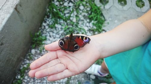 Close-up of butterfly on hand