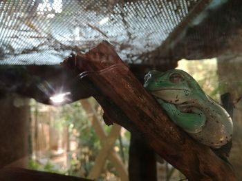 Close-up of a horse on tree