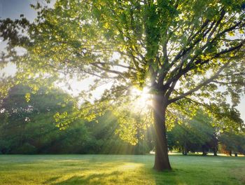 Trees on landscape against sky