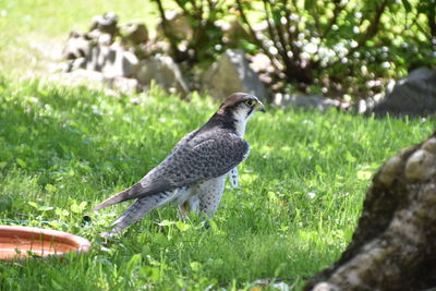 Close-up of bird perching on field