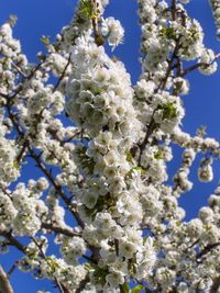 Low angle view of cherry blossoms against sky