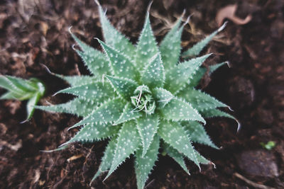 High angle view of plant on snow on field