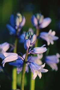 Close-up of purple flowering plant