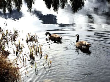 Ducks swimming in lake