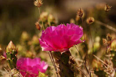 Close-up of pink flowering plants on field