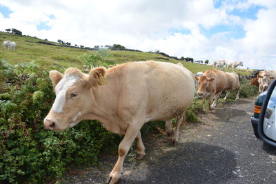 Cows standing in a field