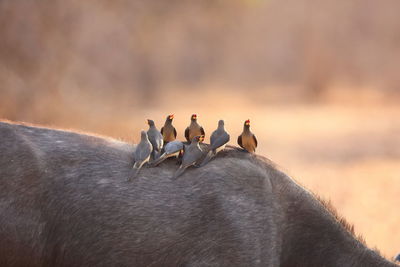 Oxpeckers on back of buffalo