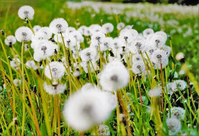 Close-up of white flowering plants on field