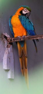 Close-up of parrot perching on leaf