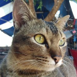 Close-up portrait of a cat looking away