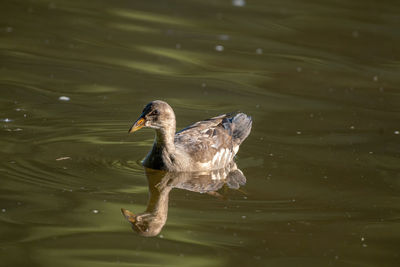 Close-up of duck swimming in lake