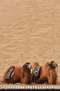 1047 bactrian camels waiting for tourists-ride around the badain east lake-badain jaran desert-china