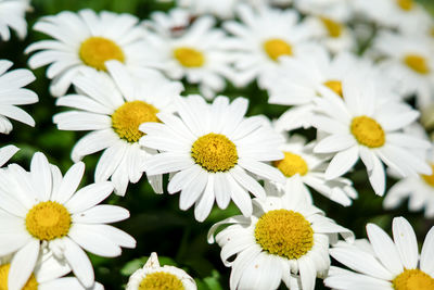 Close-up of white daisy flowers