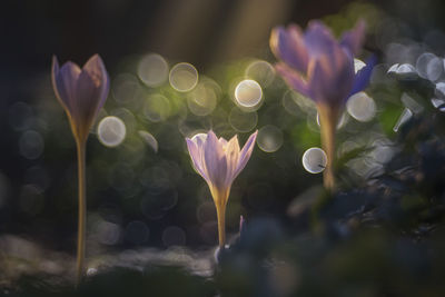 Close-up of purple crocus flowers