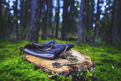 Close-up of shoes on tree trunk