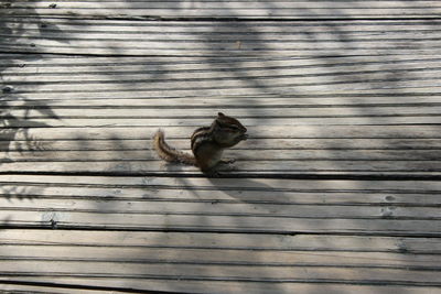 Close-up of bird on wood