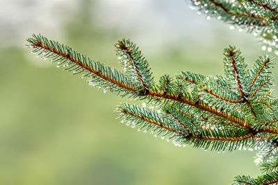 Close-up of pine tree leaves