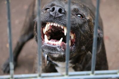 Close-up of a dog in zoo