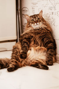 Close-up of cat lying on floor