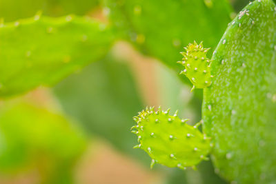 Close-up of succulent plant