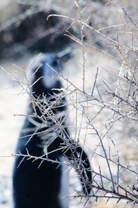 Close-up of plant in winter