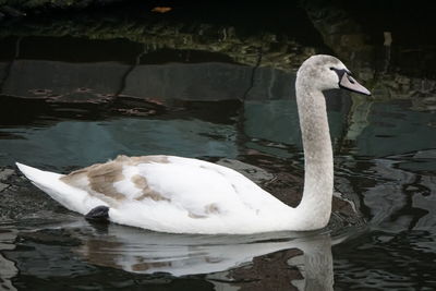 Swan swimming in lake