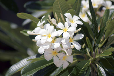 Close-up of white flowers