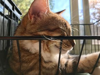 Close-up of a cat sleeping in a basket